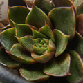 pumila