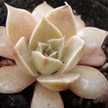 purpusorum×difractens