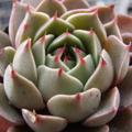E.sp.3/07