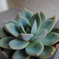 ¿